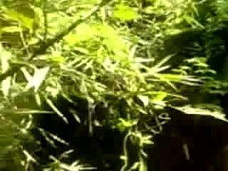 indonesia-アスリアナクciwaru