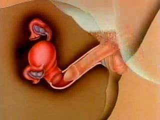 Wanita ' s impregnasi